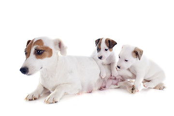 Image showing family jack russel terrier