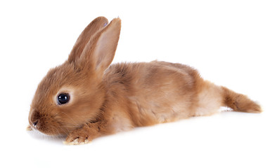 Image showing young rabbit