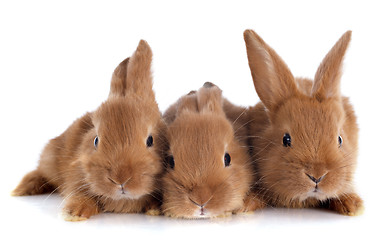 Image showing young rabbits