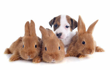 Image showing jack russel terrier and bunnies