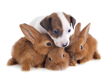 Image showing jack russel terrier and bunnies