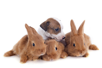 Image showing bunnies and puppy