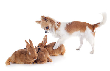 Image showing chihuahua and bunnies