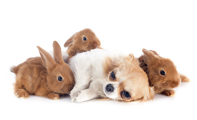 Image showing young rabbits and chihuahua