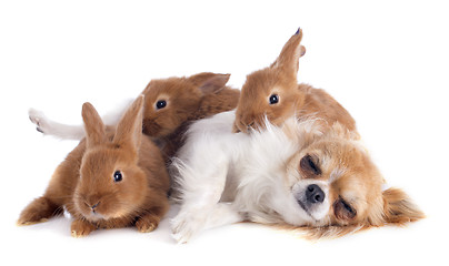 Image showing chihuahua and bunnies