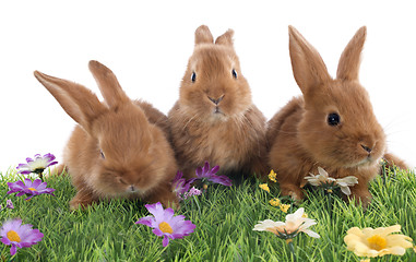 Image showing young rabbits