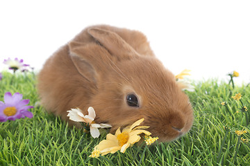 Image showing young rabbit