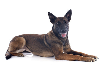 Image showing malinois