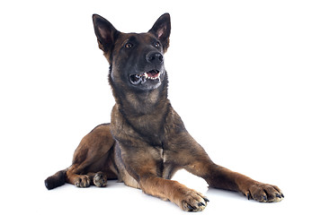 Image showing malinois