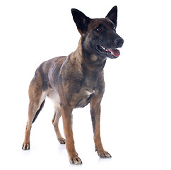 Image showing malinois