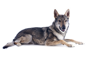 Image showing Czechoslovakian Wolfdog