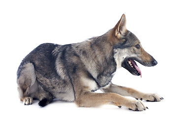 Image showing Czechoslovakian Wolfdog