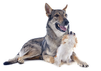 Image showing Czechoslovakian Wolfdog and chihuahua