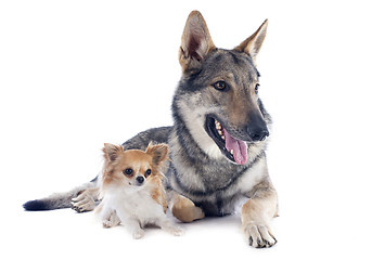 Image showing Czechoslovakian Wolfdog and chihuahua