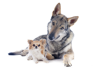 Image showing Czechoslovakian Wolfdog and chihuahua