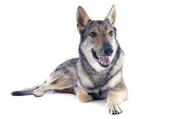 Image showing Czechoslovakian Wolfdog