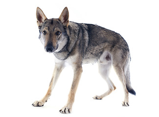 Image showing Czechoslovakian Wolfdog