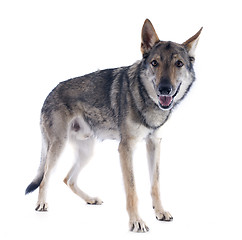 Image showing Czechoslovakian Wolfdog