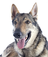 Image showing Czechoslovakian Wolfdog