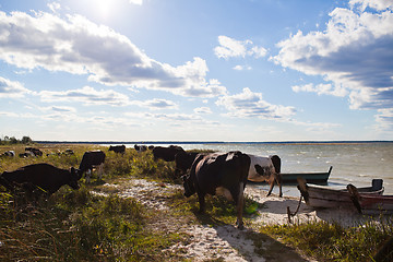 Image showing Cows