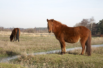 Image showing new forest pony