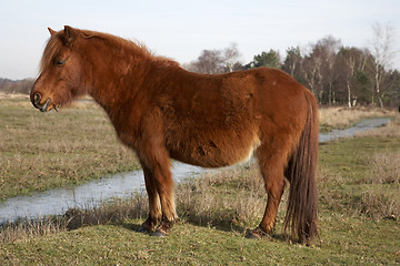 Image showing new forest pony