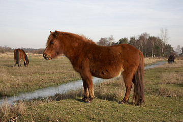 Image showing new forest pony