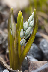 Image showing scilla siberica