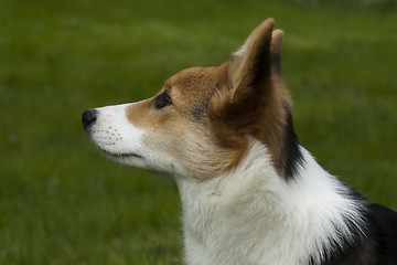 Image showing puppy profile