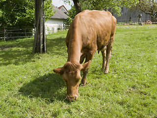 Image showing brown cow