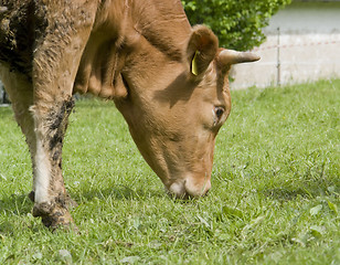 Image showing brown cow