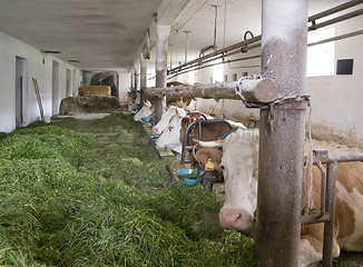 Image showing inside of a cow barn