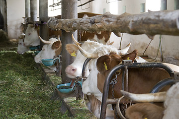 Image showing inside of a cow barn