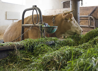 Image showing cow inside of a cow barn