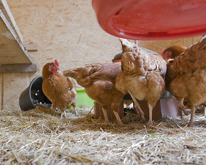 Image showing chicken in a hen house