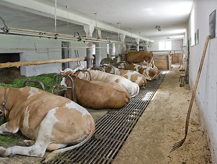 Image showing inside of a cow barn