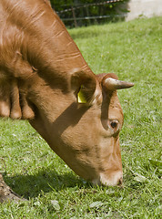 Image showing brown cow