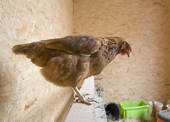 Image showing chicken in a hen house