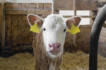 Image showing calf inside of a cow barn