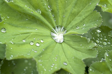 Image showing repellent leaf detail