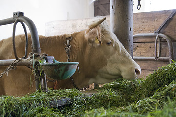 Image showing cow inside of a cow barn