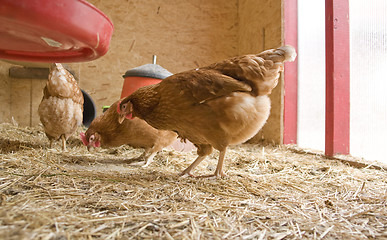 Image showing chicken in a hen house