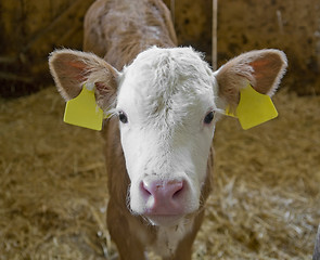 Image showing calf inside of a cow barn