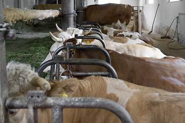 Image showing inside of a cow barn