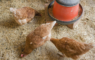 Image showing chicken in a hen house
