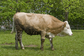 Image showing brown cow