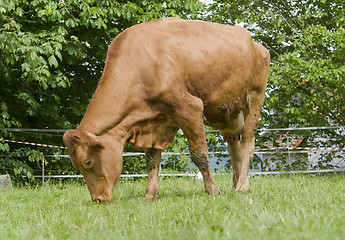 Image showing brown cow