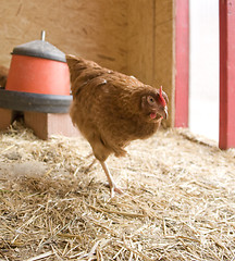 Image showing chicken in a hen house