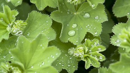 Image showing repellent leaf detail