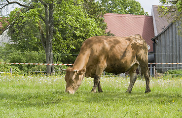 Image showing brown cow